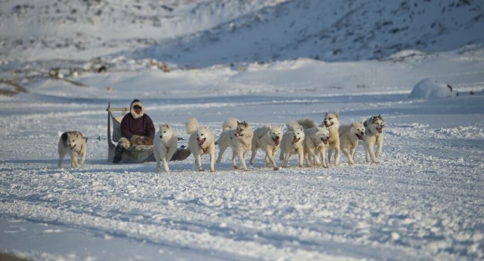 Cani da slitta della Groenlandia