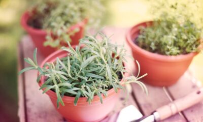 erbe aromatiche