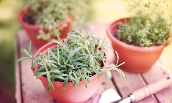 erbe aromatiche