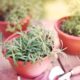 erbe aromatiche