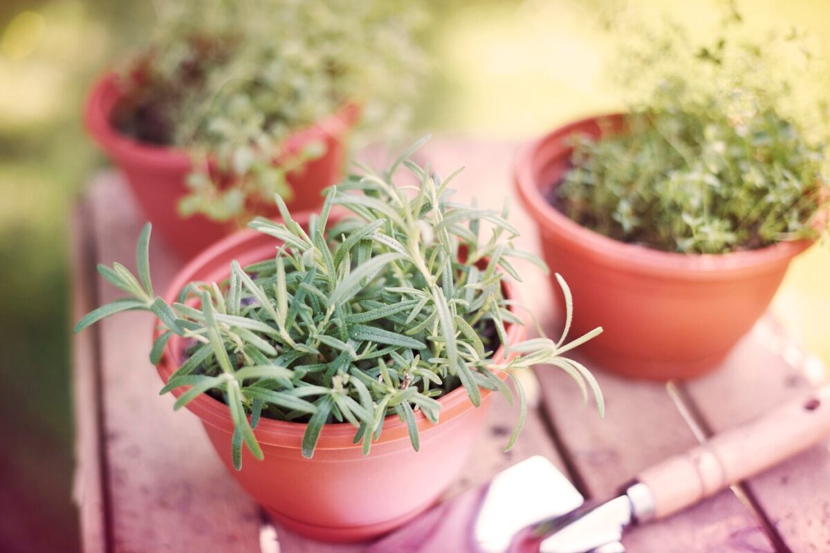 erbe aromatiche