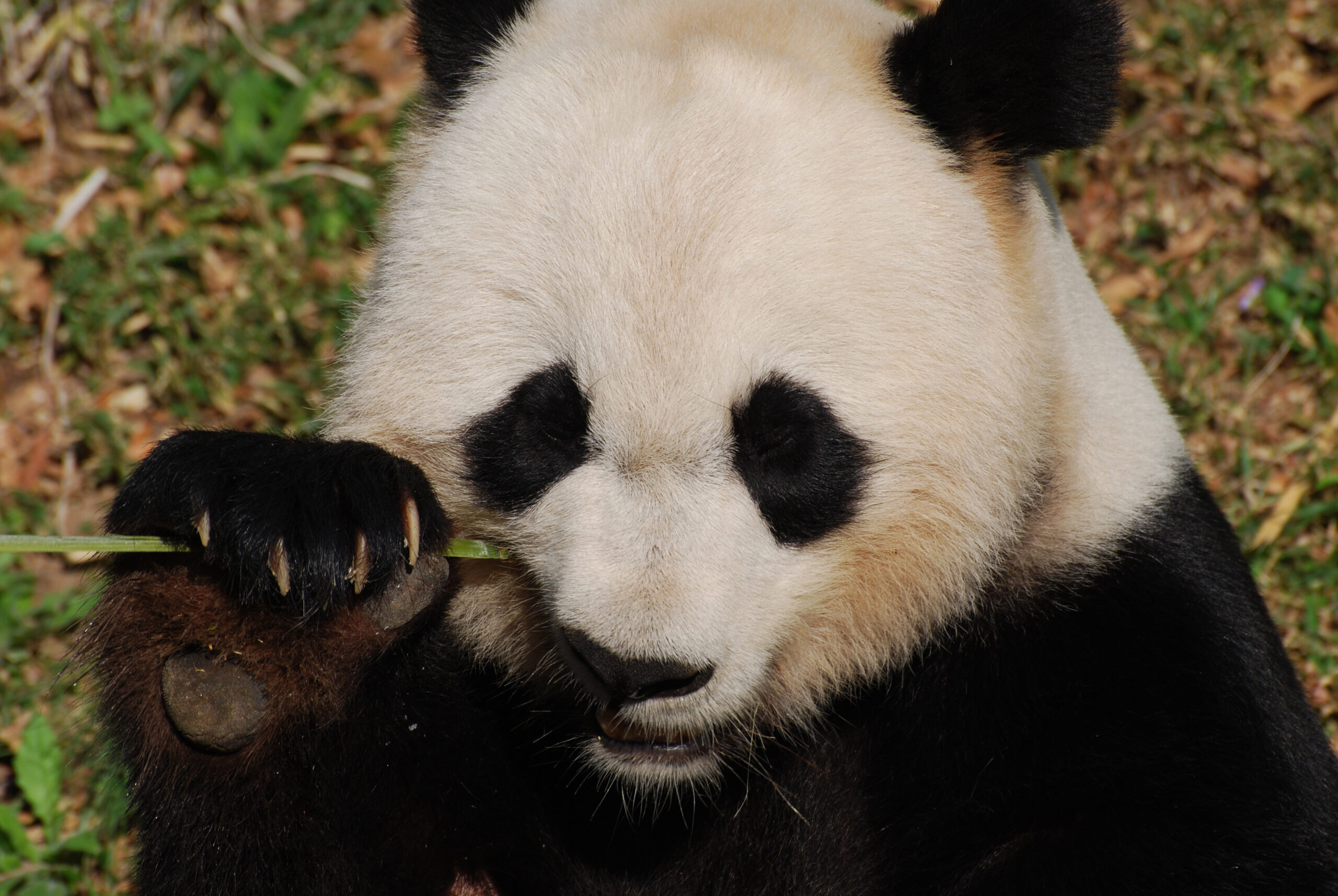 animali in via d'estinzione panda