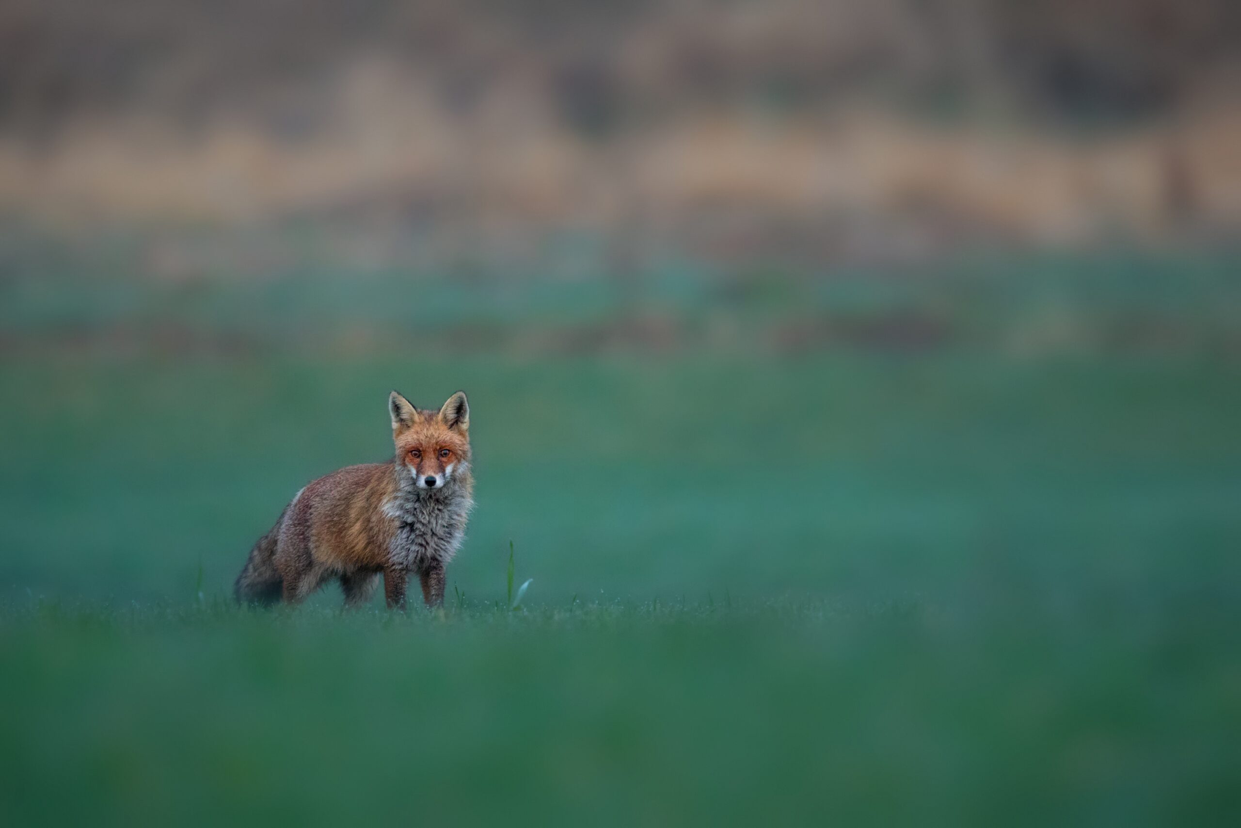 animali in via d'estinzione 2025