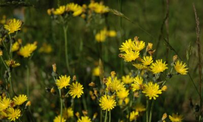 Snowdonia hawkweed