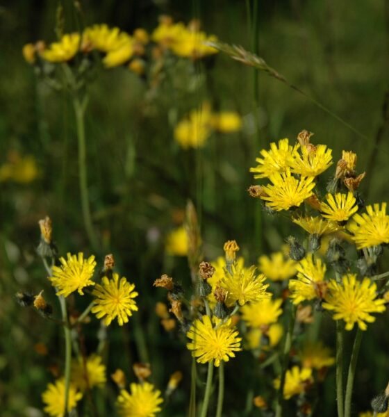 Snowdonia hawkweed
