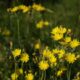 Snowdonia hawkweed