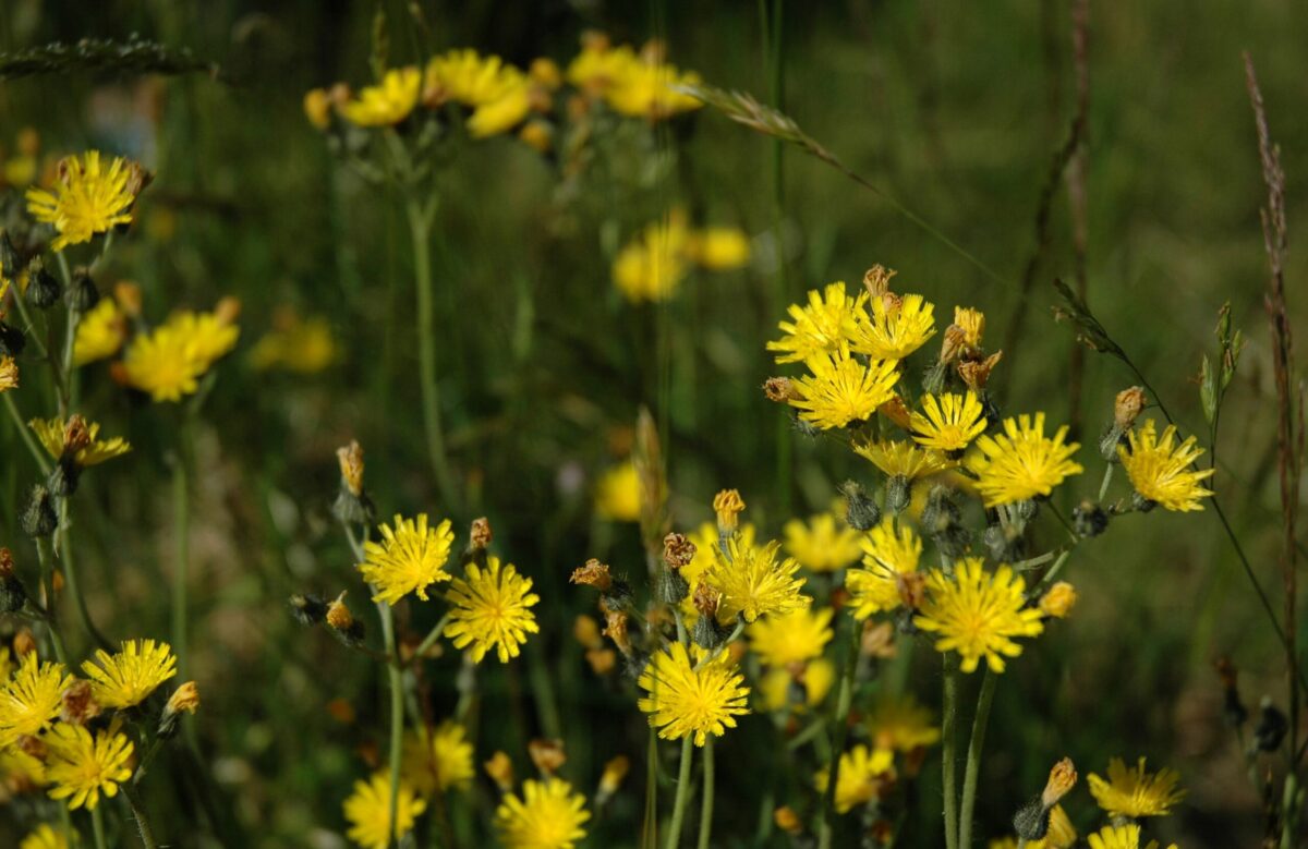 Snowdonia hawkweed