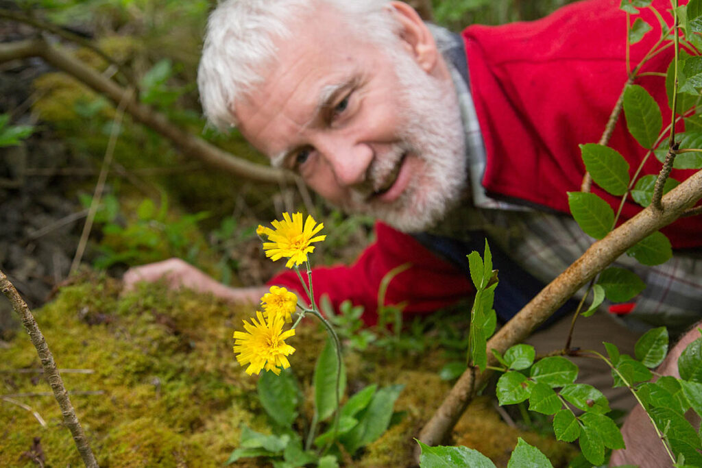 Snowdonia hawkweed