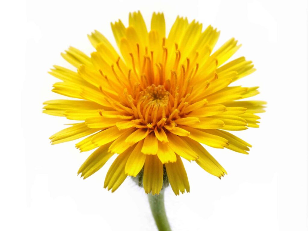 Snowdonia hawkweed