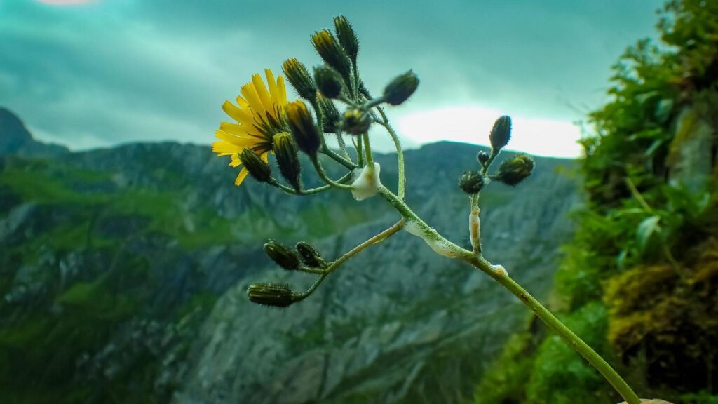 Snowdonia hawkweed