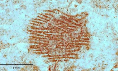 Trovata in Spagna un'impronta digitale di un Neanderthal