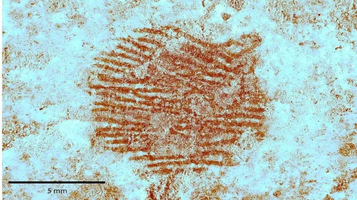 Trovata in Spagna un'impronta digitale di un Neanderthal