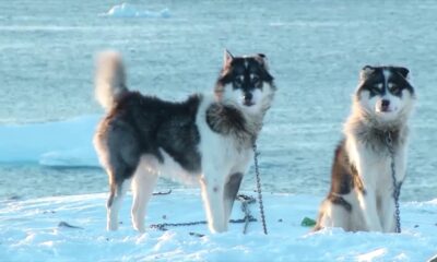 Cani da slitta della Groenlandia