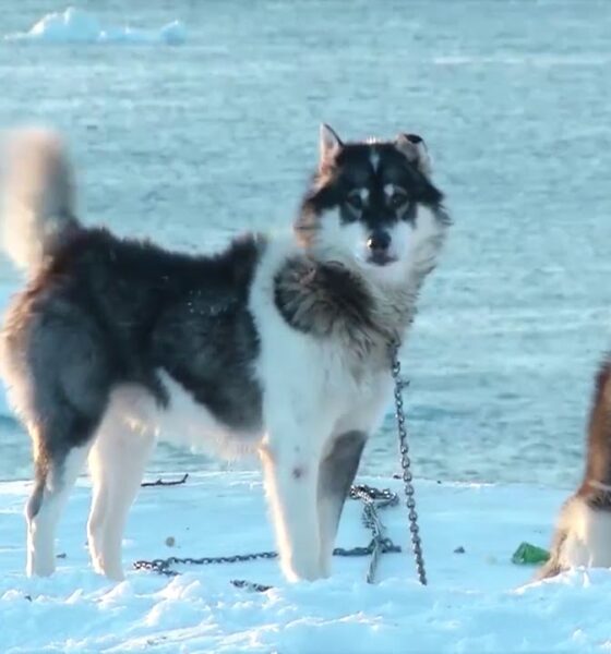 Cani da slitta della Groenlandia