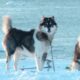 Cani da slitta della Groenlandia