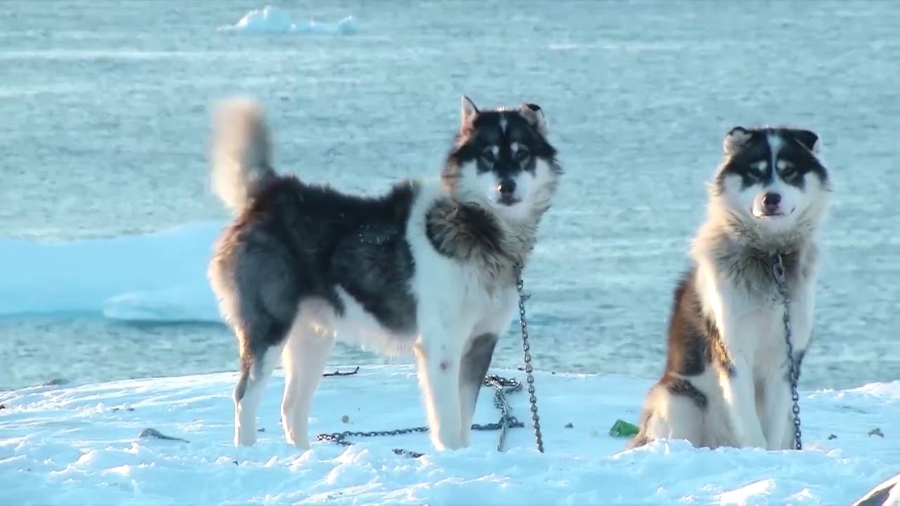 Cani da slitta della Groenlandia