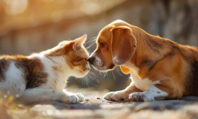 I reati contro gli animali diventano legge