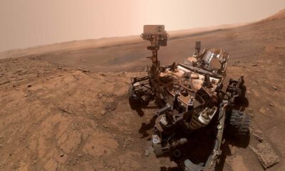 Un piccolo corallo scoperto dal rover