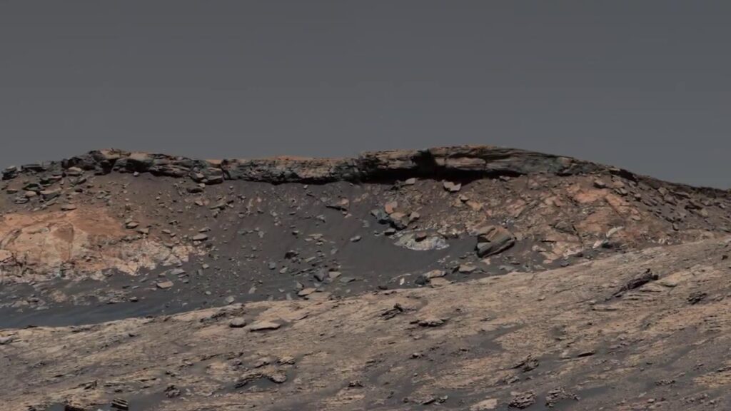 Un piccolo corallo scoperto dal rover