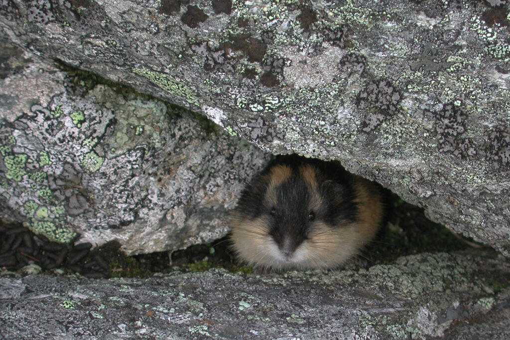 grotta norvegese