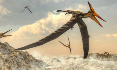 Pterosauri