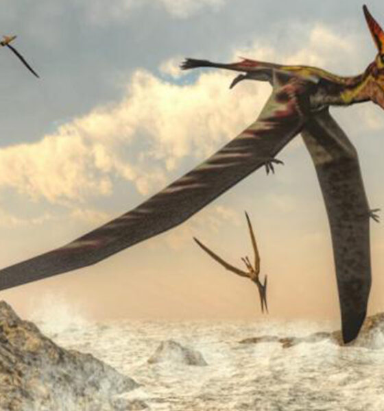 Pterosauri