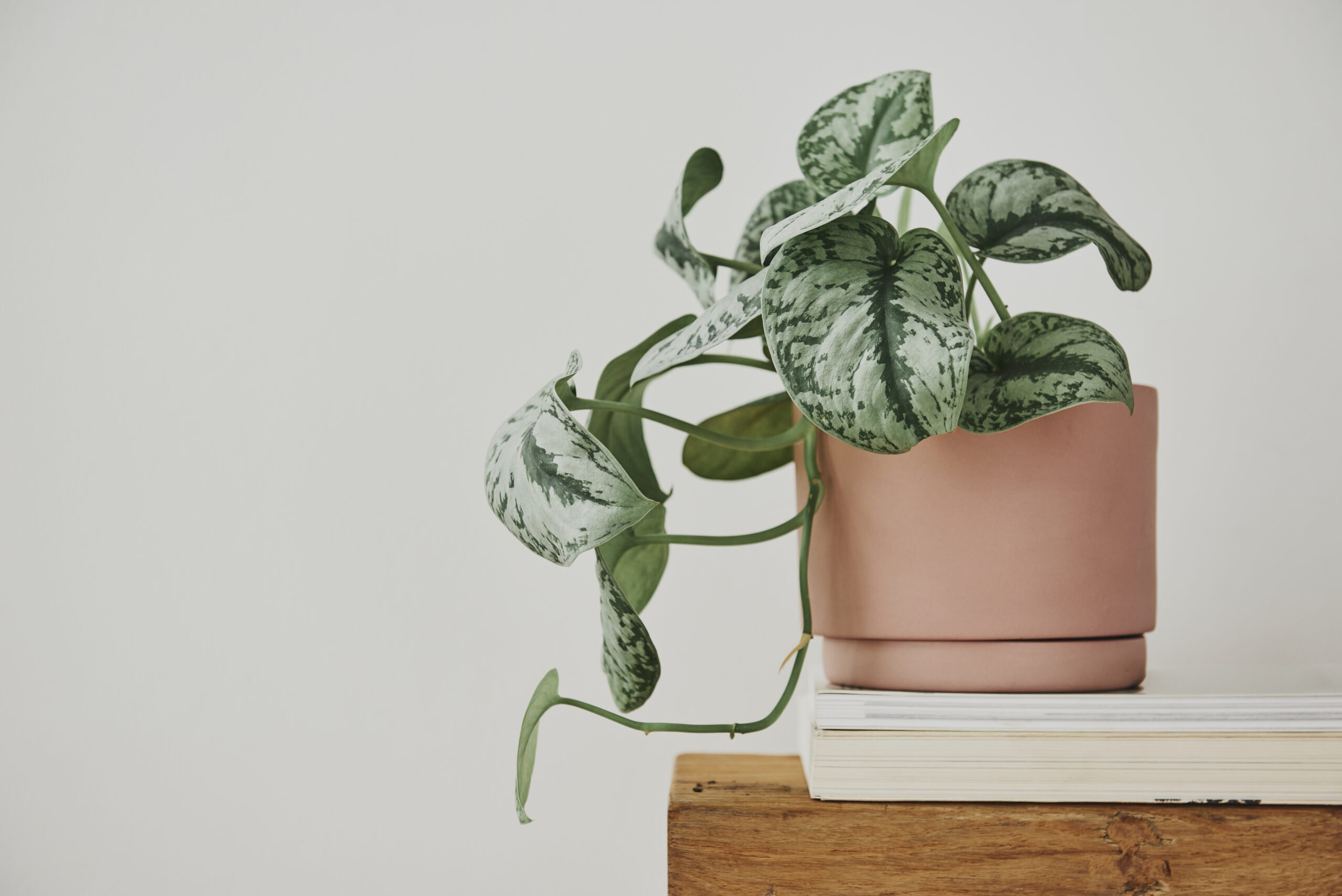 botanica in casa