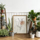 botanica in casa