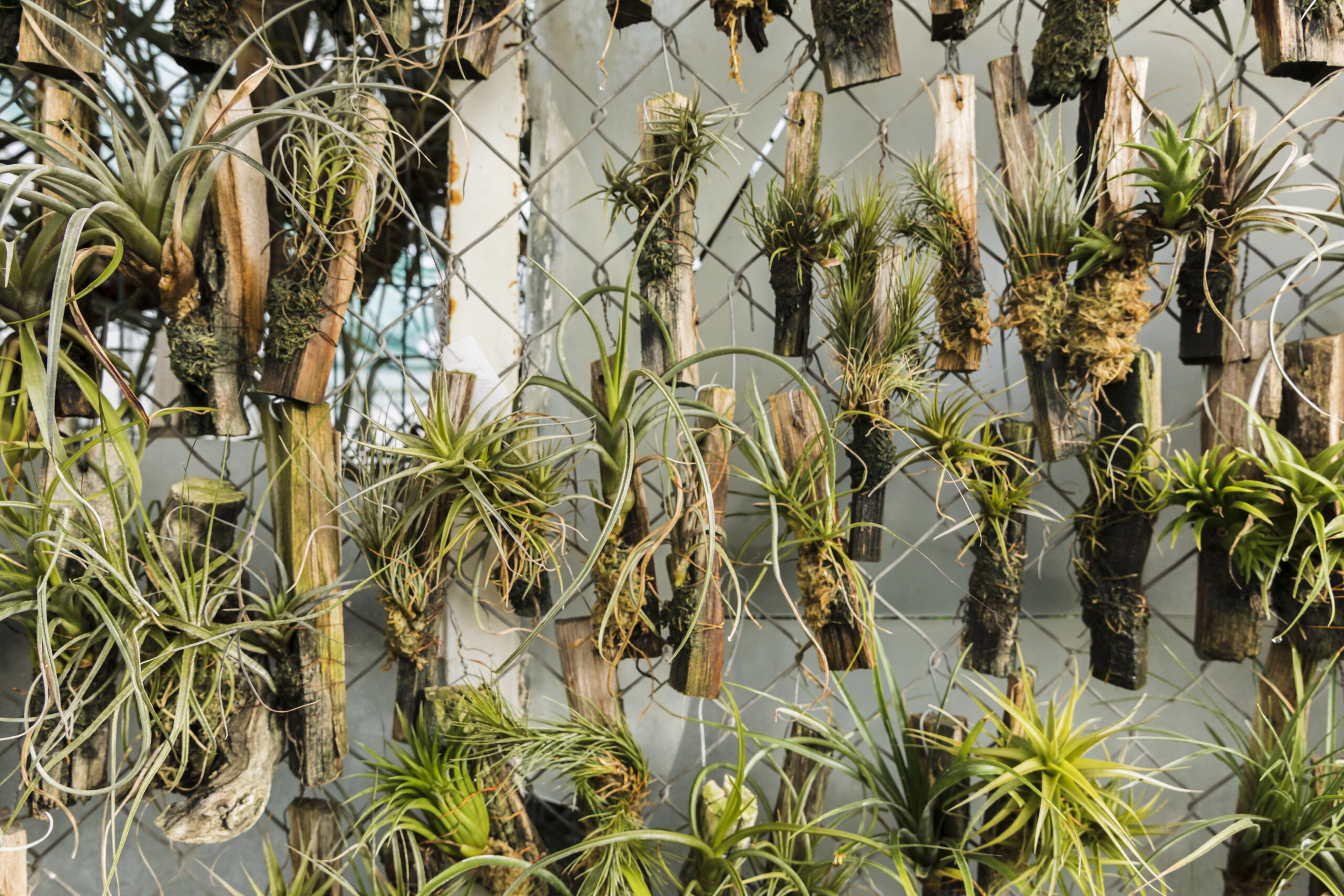 botanica urbana