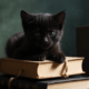 Libri sui gatti