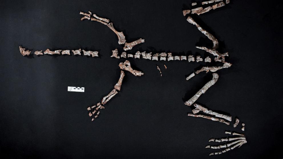 Huayracursor Jaguensis