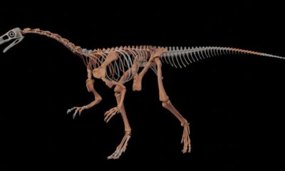 Huayracursor Jaguensis