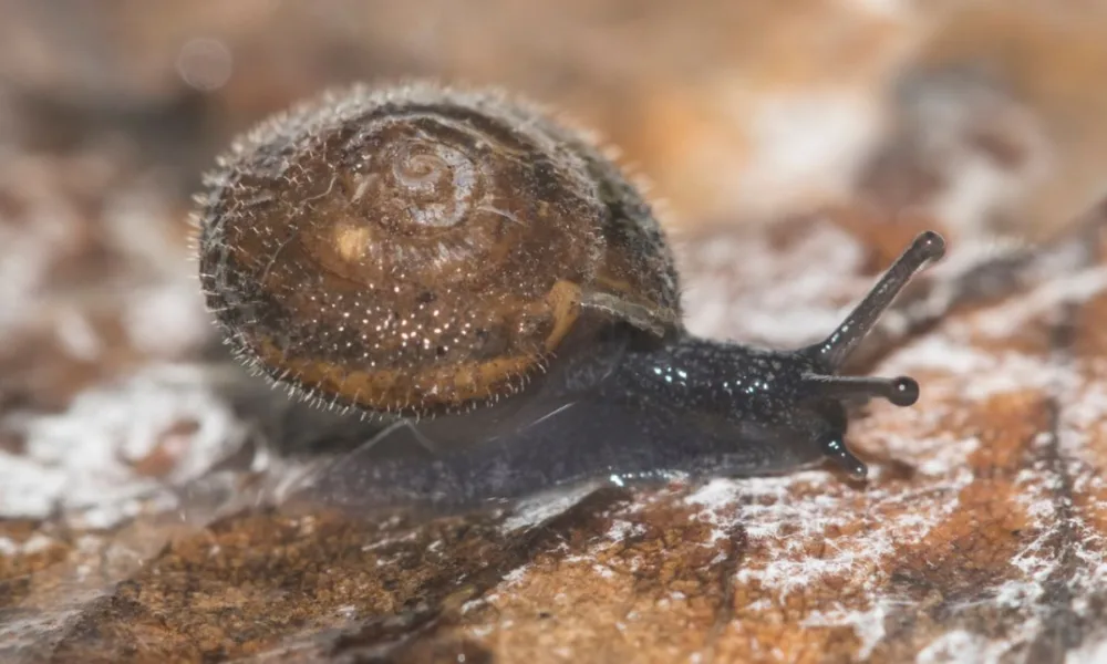 Lumaca pelosa tedesca