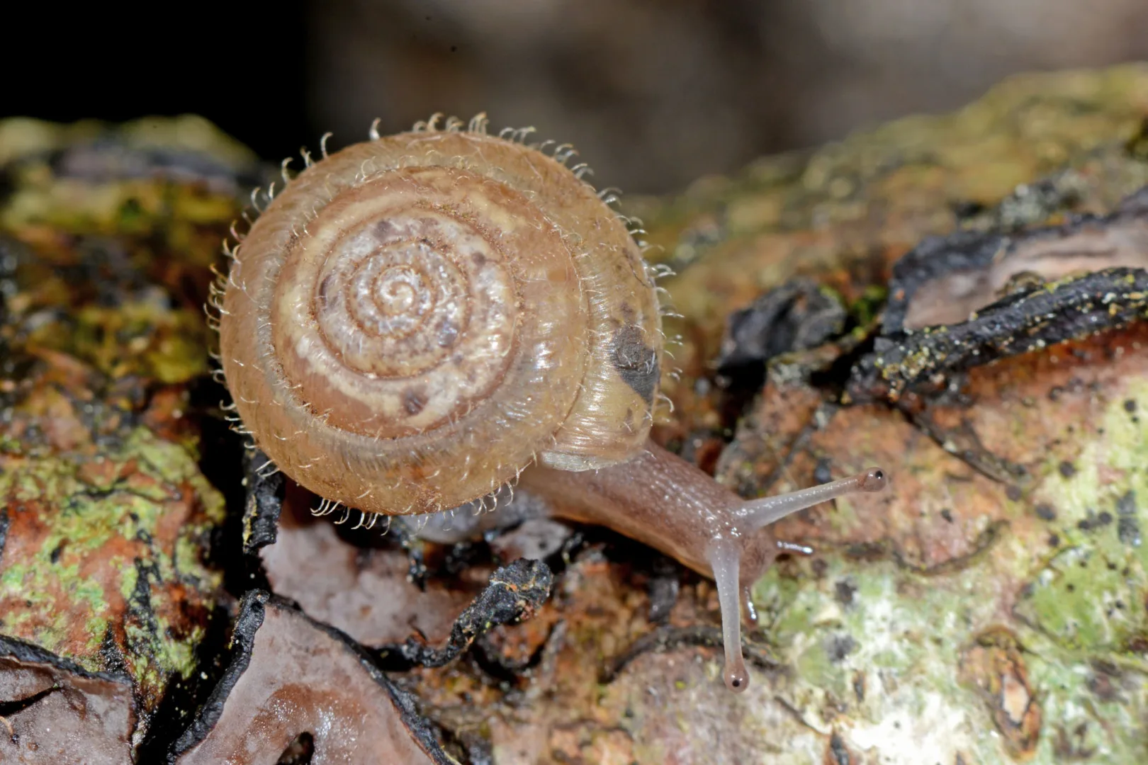 Lumaca pelosa tedesca