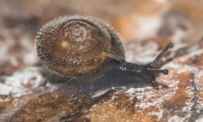 Lumaca pelosa tedesca