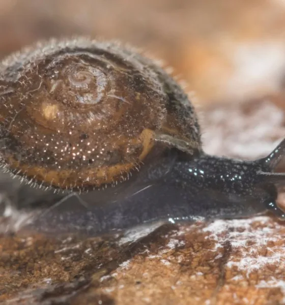 Lumaca pelosa tedesca