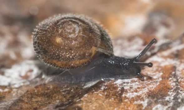 Lumaca pelosa tedesca