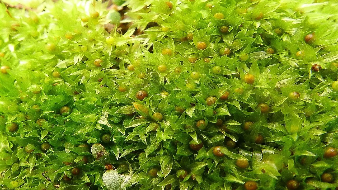 Muschio nello spazio