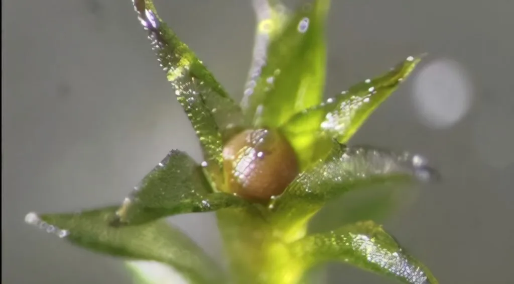 Muschio nello spazio