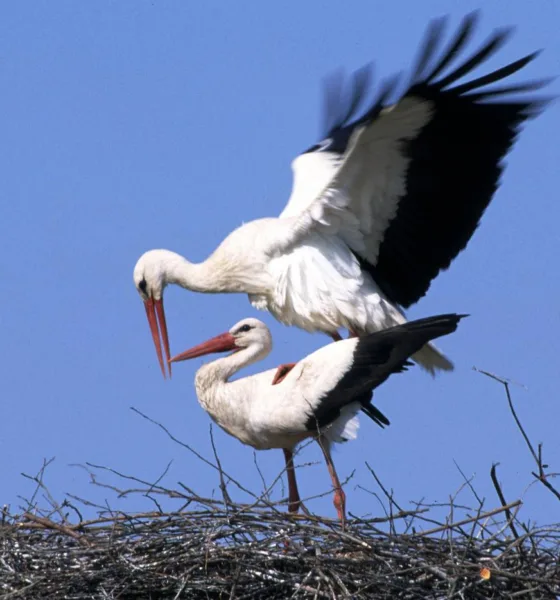 Cicogne bianche