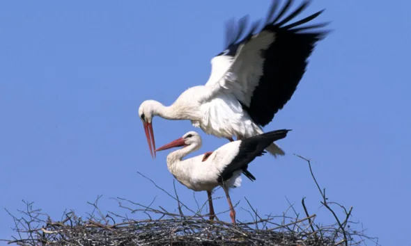 Cicogne bianche