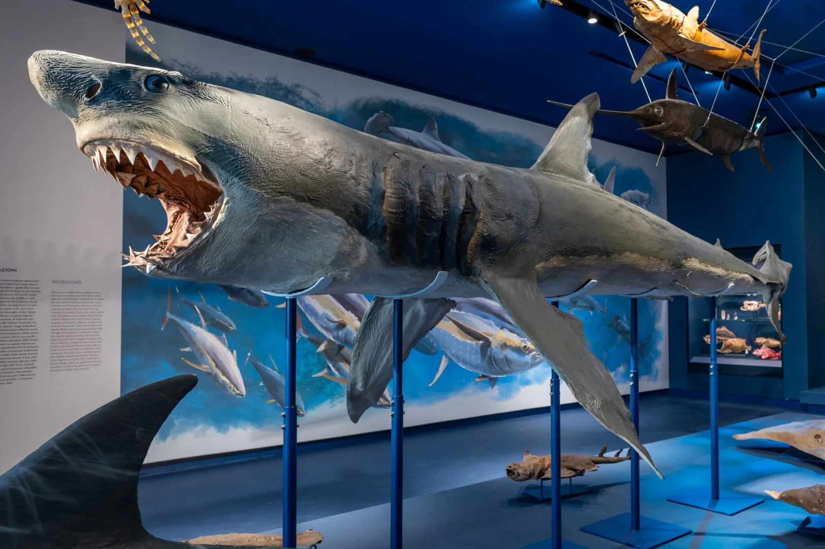 grandi squali bianchi