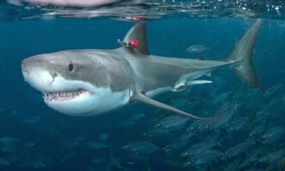 grandi squali bianchi