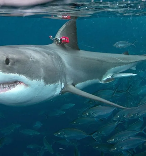 grandi squali bianchi