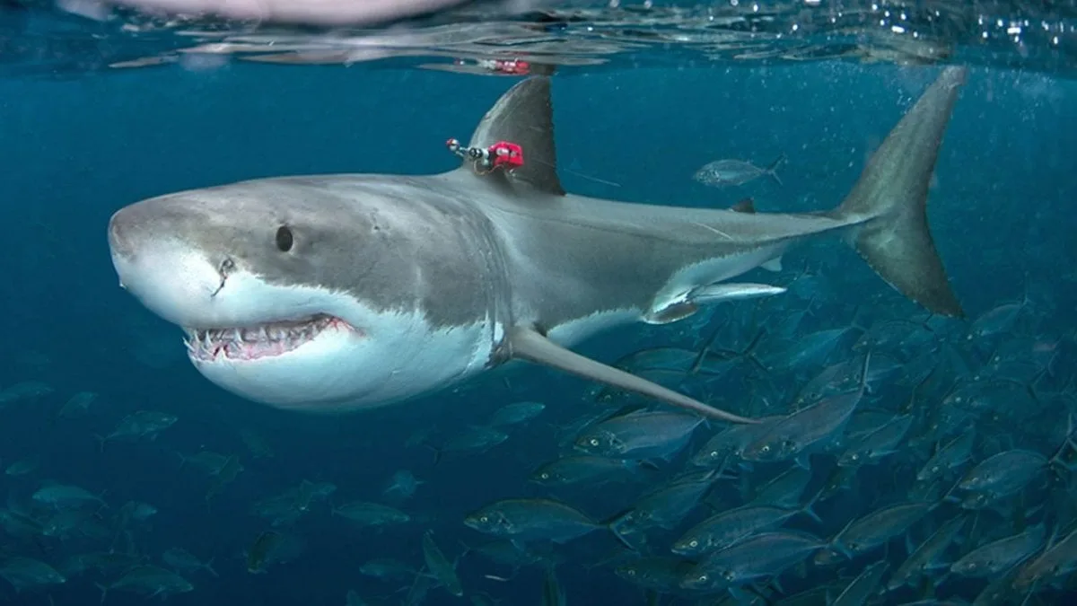 grandi squali bianchi
