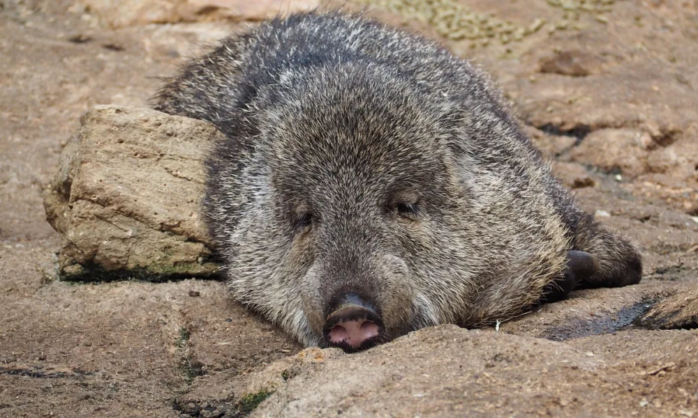 Le personalità degli animali