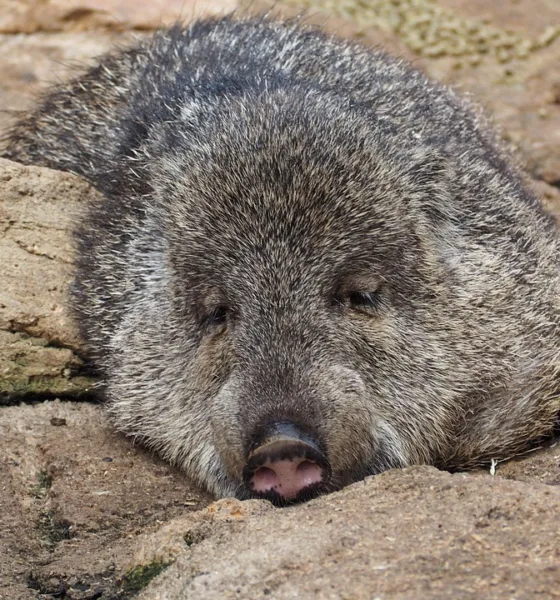 Le personalità degli animali