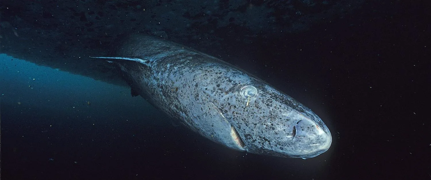 Squali della Groenlandia