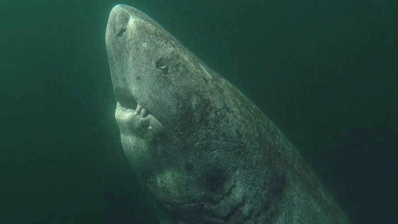 Squali della Groenlandia