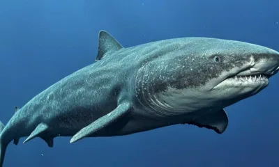 Squali della Groenlandia